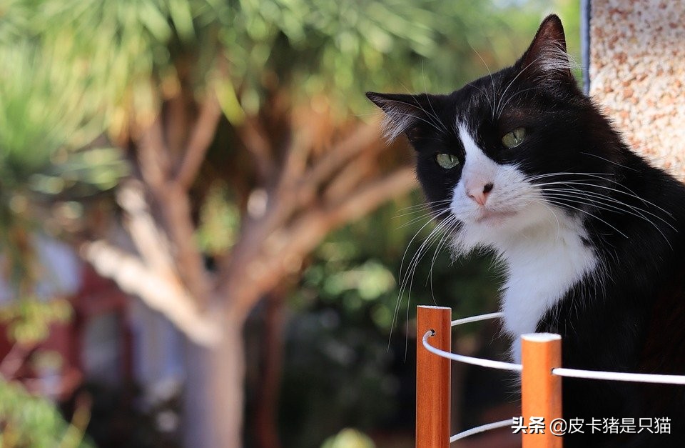 为什么猫喜欢躲在角落里不肯出来,为什么猫喜欢睡脚边不喜欢睡床头