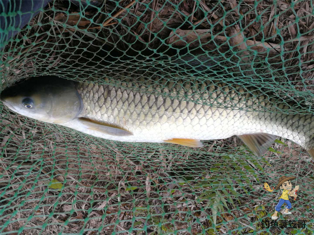 老坛玉米怎么挂钩容易中鱼,玉米钓鱼什么挂法最实用