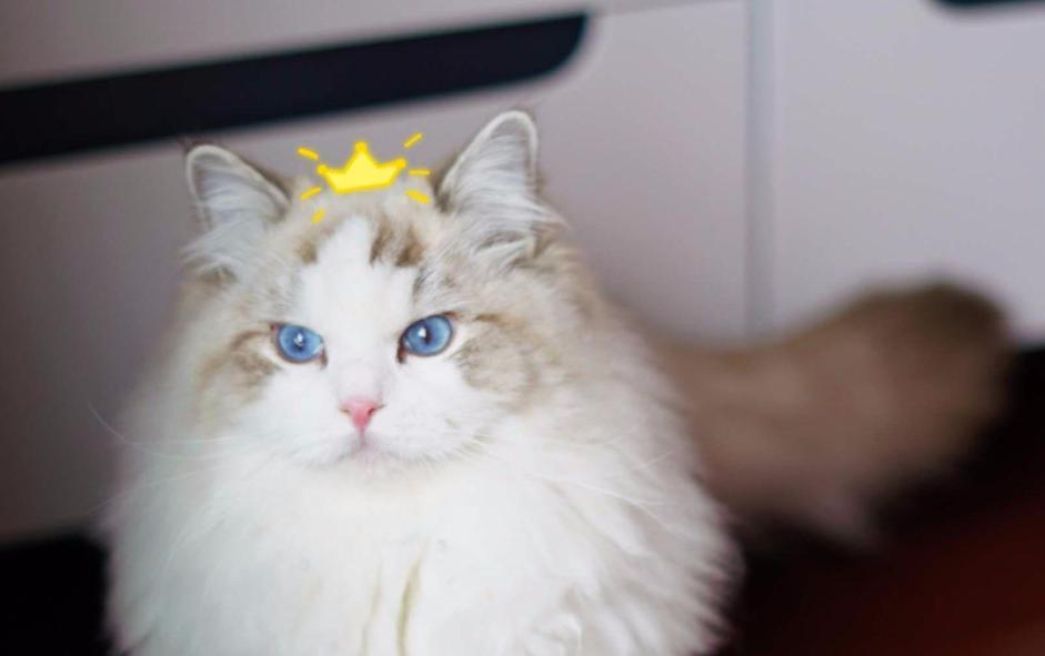 猫中贵族一只多少钱,猫多少钱一只波斯猫