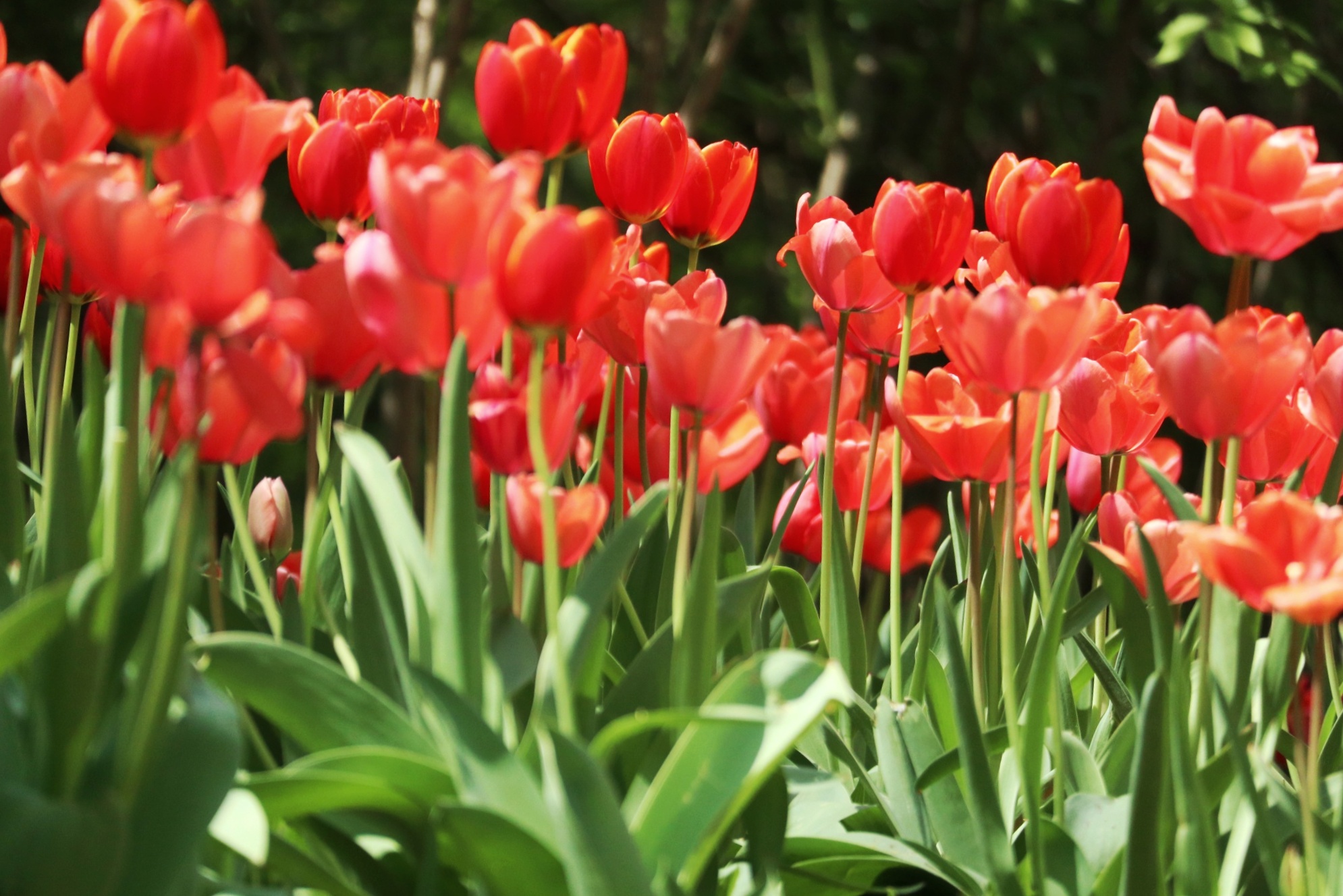 郁金香济南哪里最好,济南万象城郁金香
