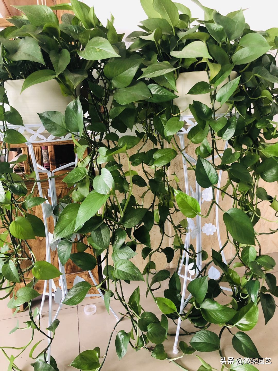 怎么擦绿萝的叶子使叶子变得油亮,绿萝怎样养得又黑又亮叶片肥厚