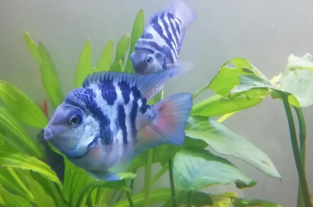 鹦鹉鱼可以跟迷你鹦鹉鱼一起养吗,迷你鹦鹉鱼和鹦鹉鱼能混合吗
