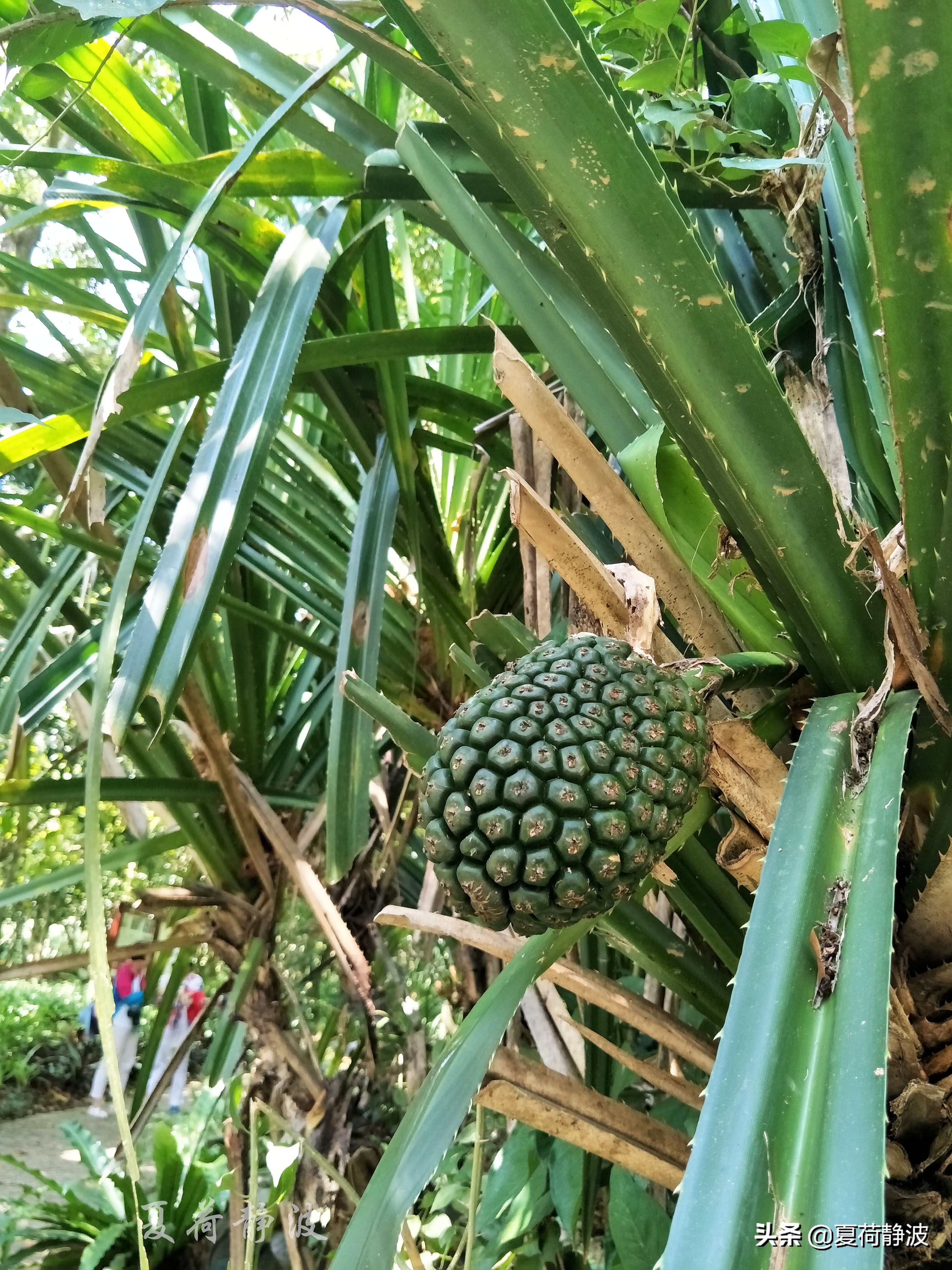 兴隆热带植物园攻略,万宁兴隆热带植物园