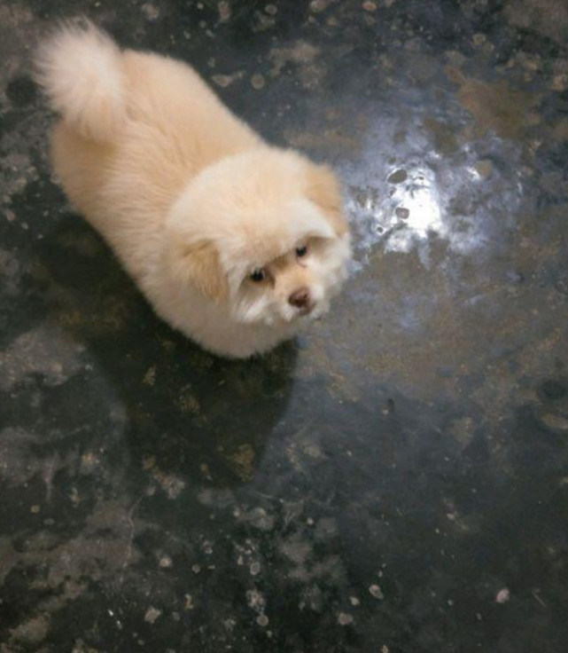 从狗贩子手中500买下金毛,从狗贩子买下了土狗