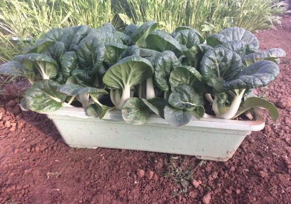 春天种菜怎么样施底肥,春季种菜用什么肥料合适