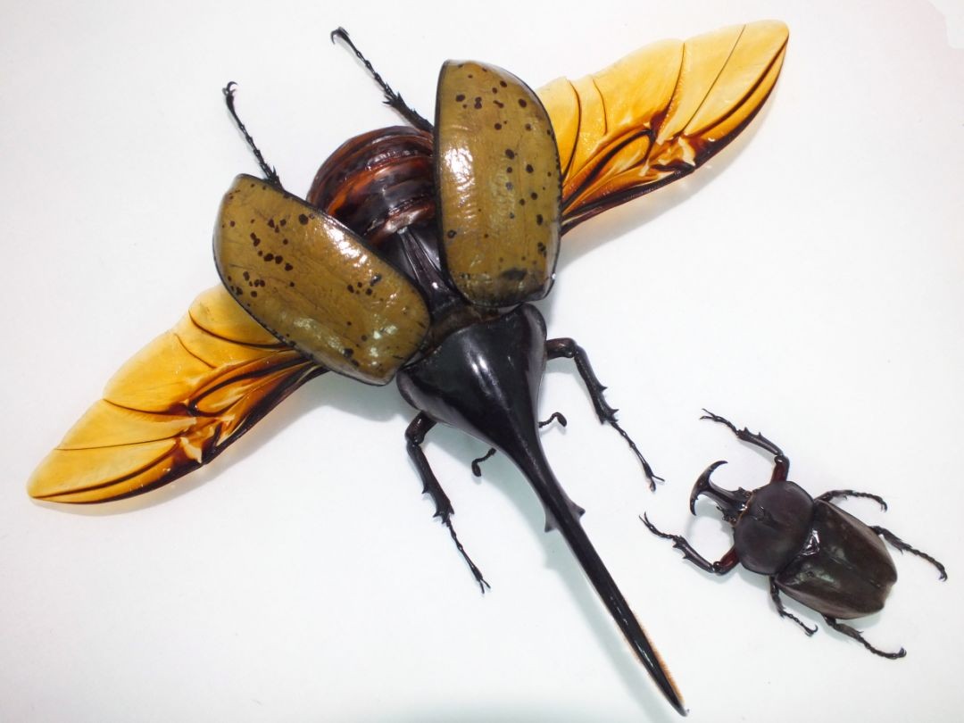 长戟大兜虫为什么淘宝上还能卖,长戟大兜虫中国养违法吗