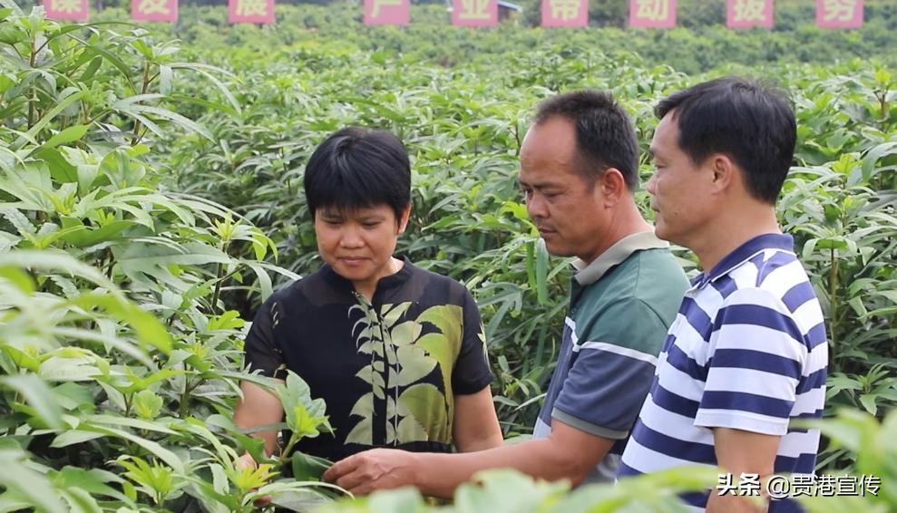 棒棒哒！贵港这个村致富有妙招