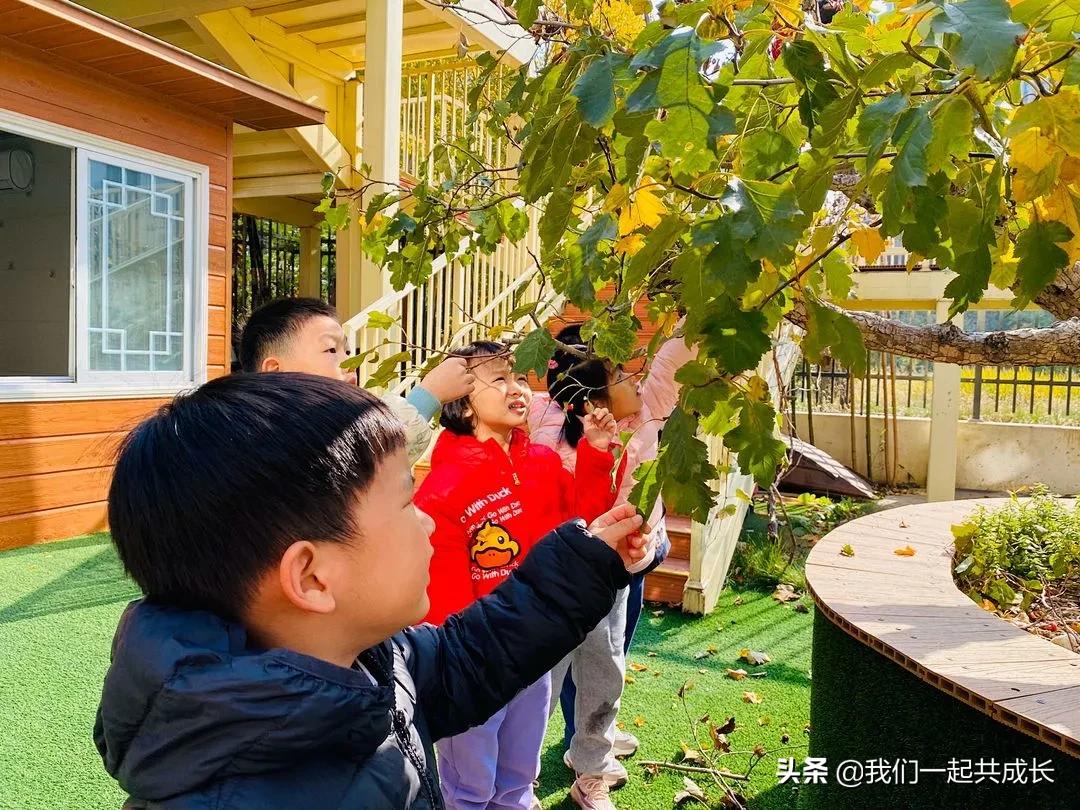 寻一抹秋色，遇一片美好：济南市启明星幼儿园的秋之美