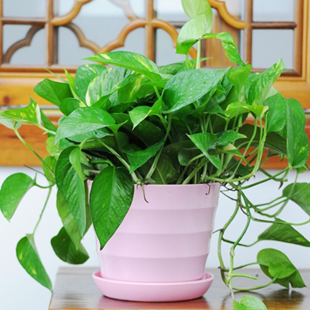 绿萝的叶片出现黑斑,做好这几点,轻松恢复生机