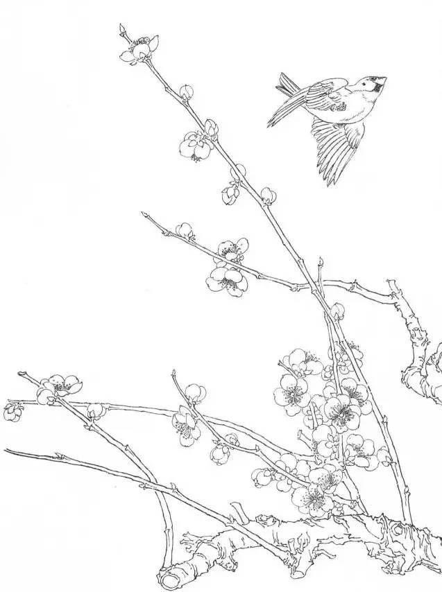 工笔梅花的分染上色教程,工笔梅花的10种设色技法收藏起来