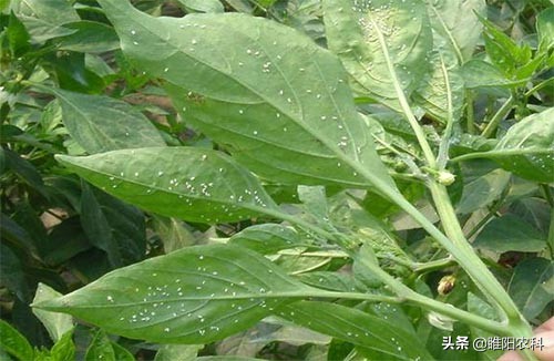 治疗蚜虫介壳虫粉虱用什么药,强抗性蚜虫用什么农药最好使