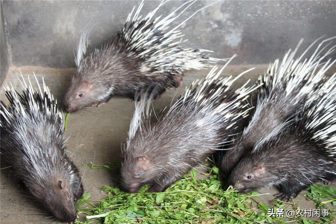 豪猪到底要怎么拿下,豪猪的养殖与管理