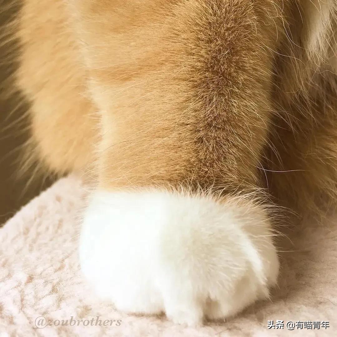 俄罗斯猫敢惹吗,俄罗斯猫有多凶猛