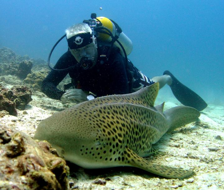 观赏鱼鲨鱼种类图片大全,鲨鱼百科知识大全幼儿