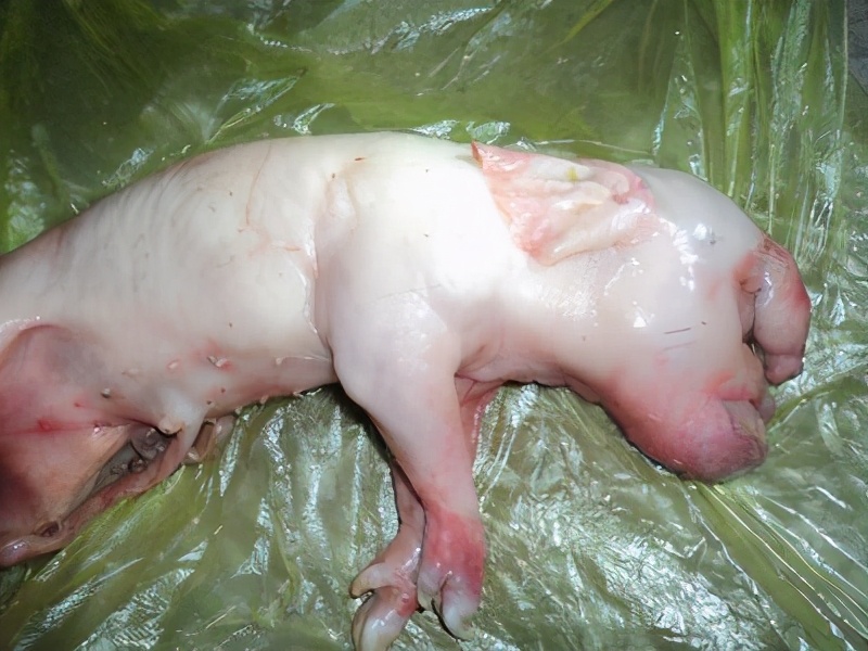 家里母猪难产了,家里母猪生四胎有问题吗