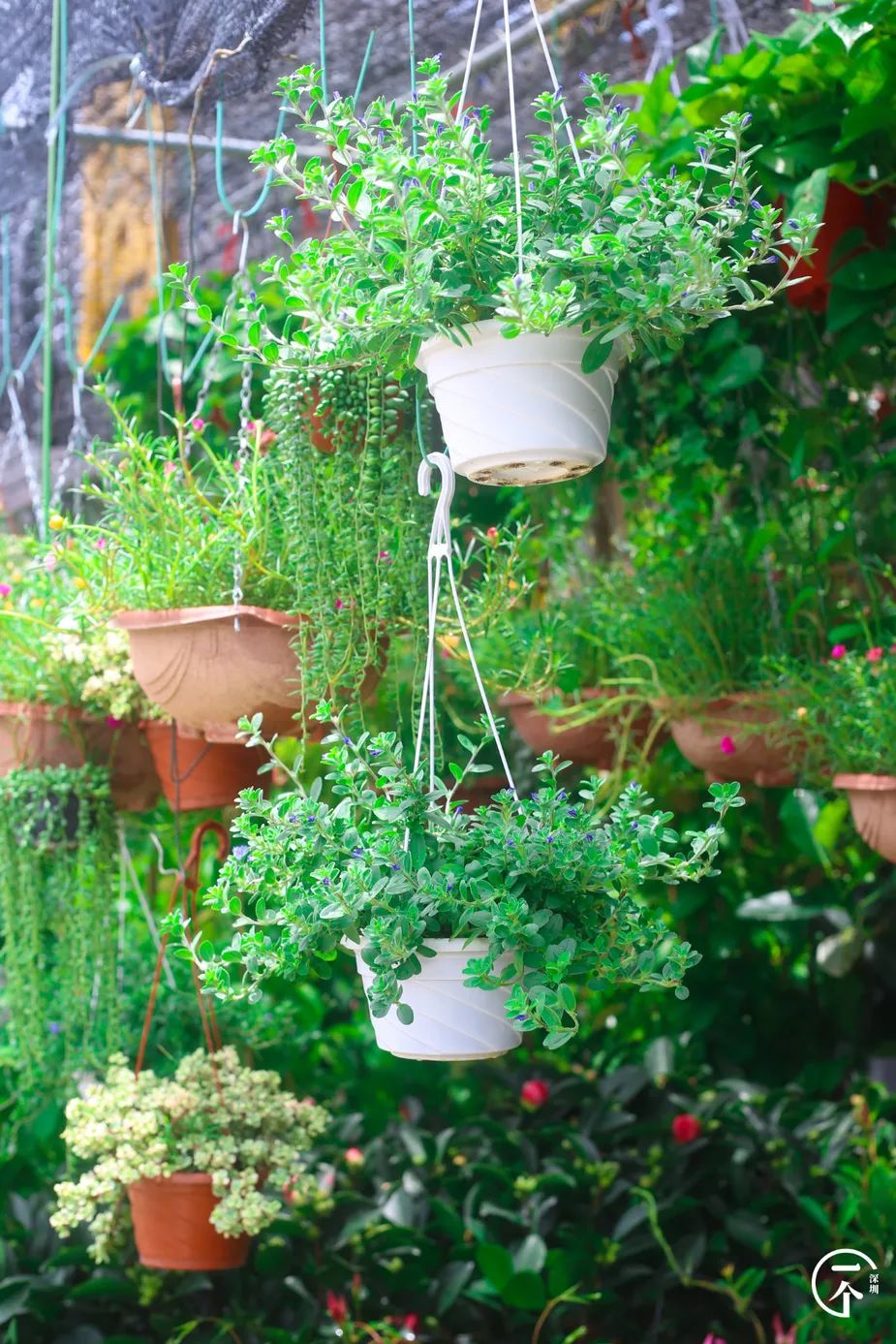 深圳布吉房租走势,布吉租房大概是什么价位