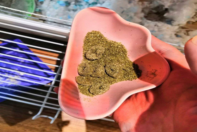 调皮仓鼠爱磨牙，化身磨粉机器，一晚上磨出半盆鼠粮粉