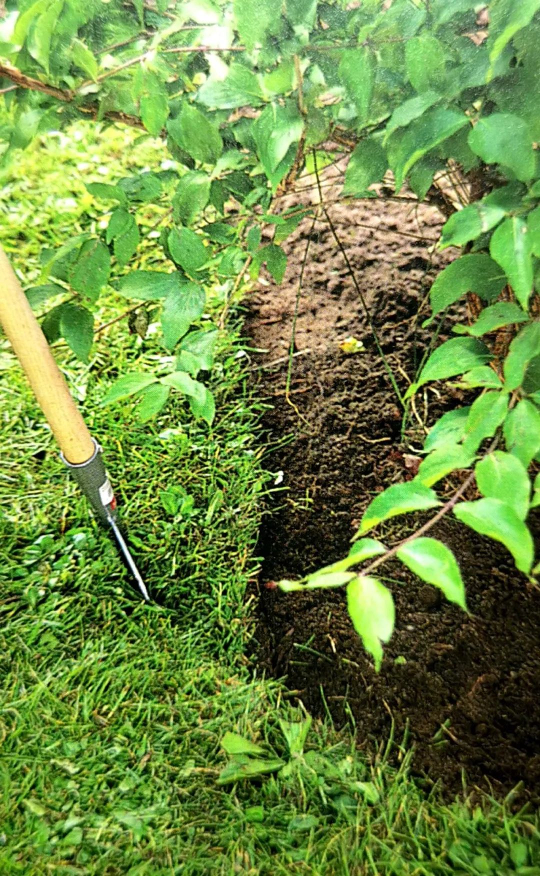 精心饲养的花草,精心呵护花草的收获和感受