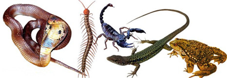 民间真有下蛊这种邪术吗,民间邪术养蛊是真的吗