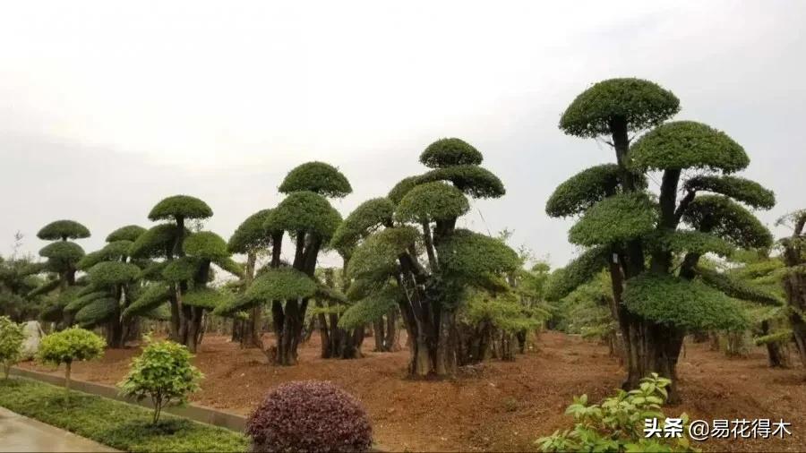 盆景制作技法与鉴赏教案,盆景制作与欣赏文章