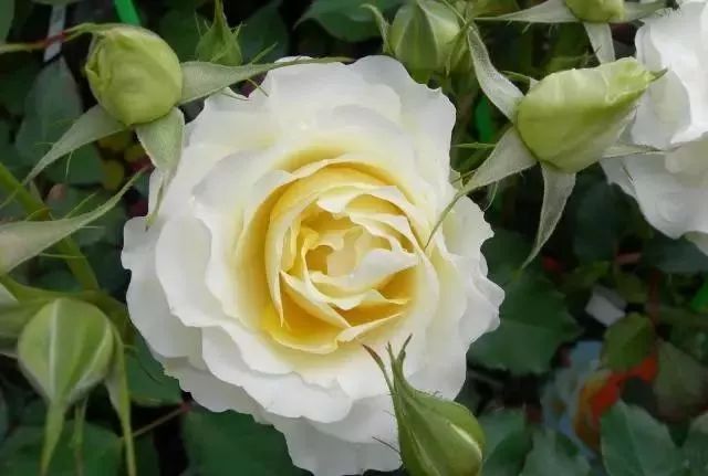 一万年一次的2020520;一起认识100种玫瑰~别送错啊