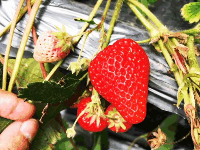 柳州草莓采摘园附近最近地方,柳州附近摘草莓好玩的地方