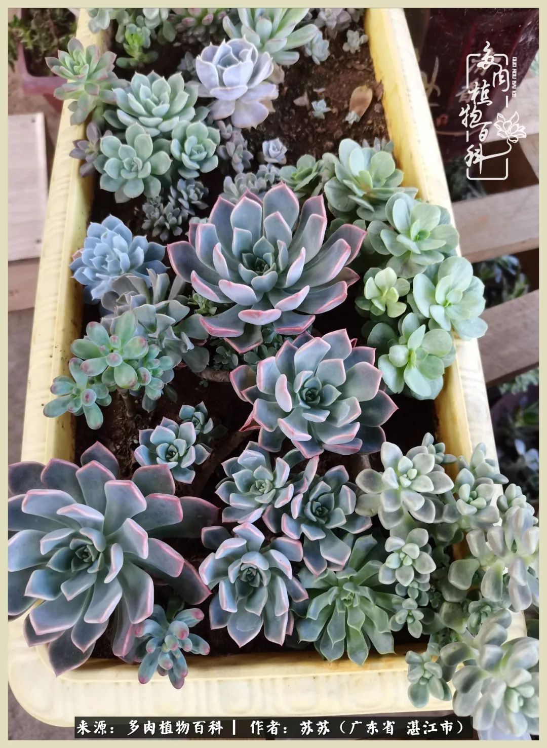 不要辜负与多肉的美好时光,多肉可以给人岁月静好的感觉