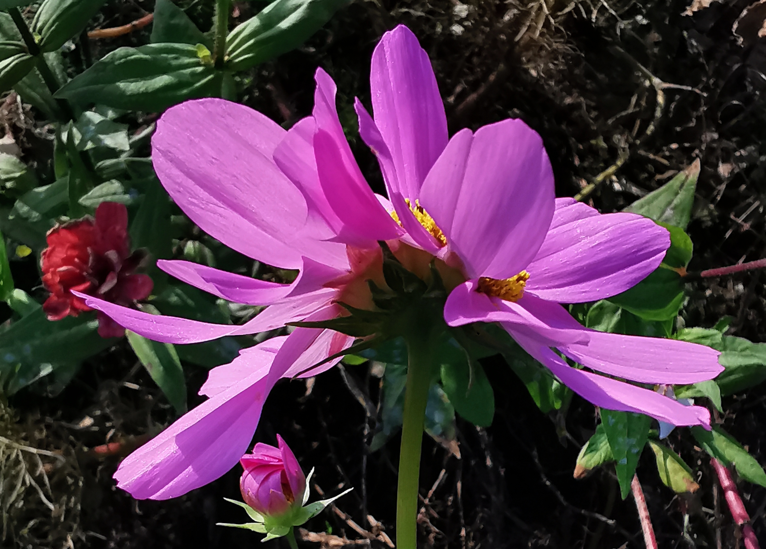 长虹公园小花美（手机拍）