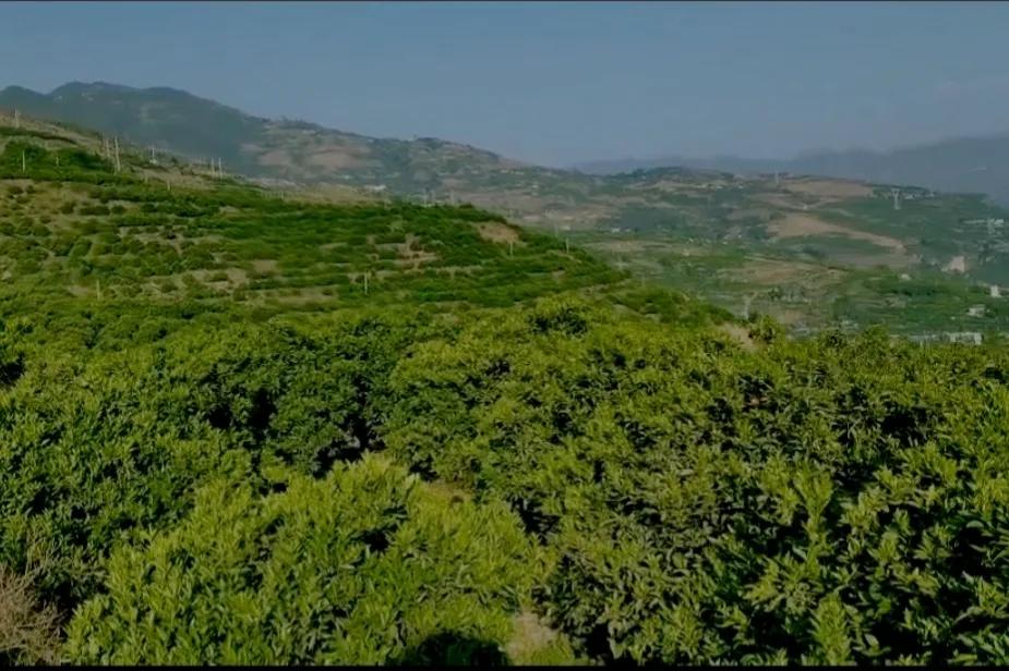 返乡创业乡村振兴的成功感言,年轻人放弃打工回农村种地