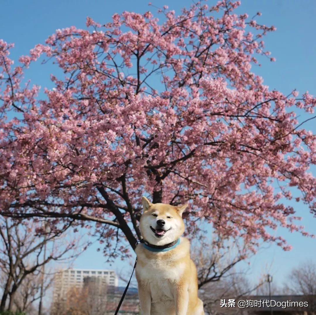 春暖花开带你去流浪,春暖花开带着狗狗去踏青