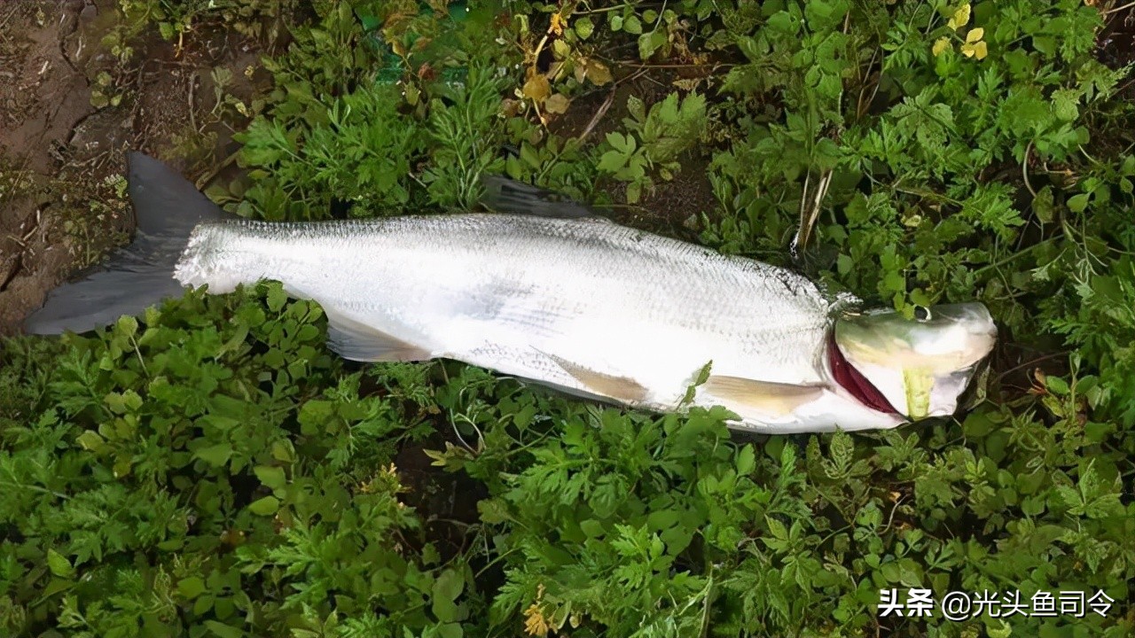 禁止泥鳅钓鱼的法律依据,禁止用泥鳅钓鱼