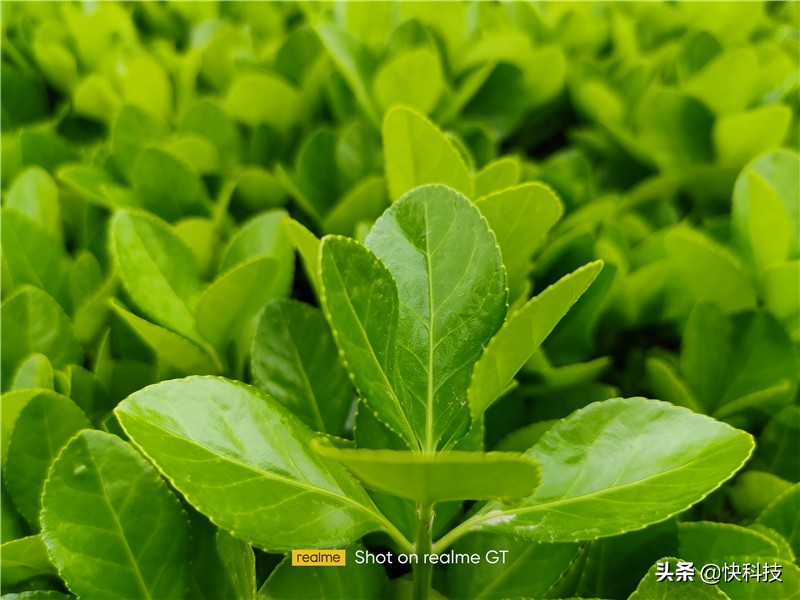 1699元的realme手机,realme真我gt预售2999