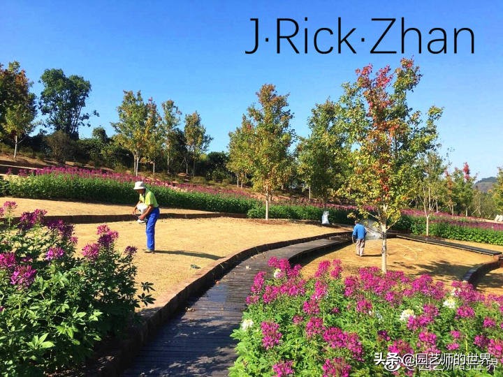 怎样种植草坪技术,果岭草坪的种植养护方法及技巧