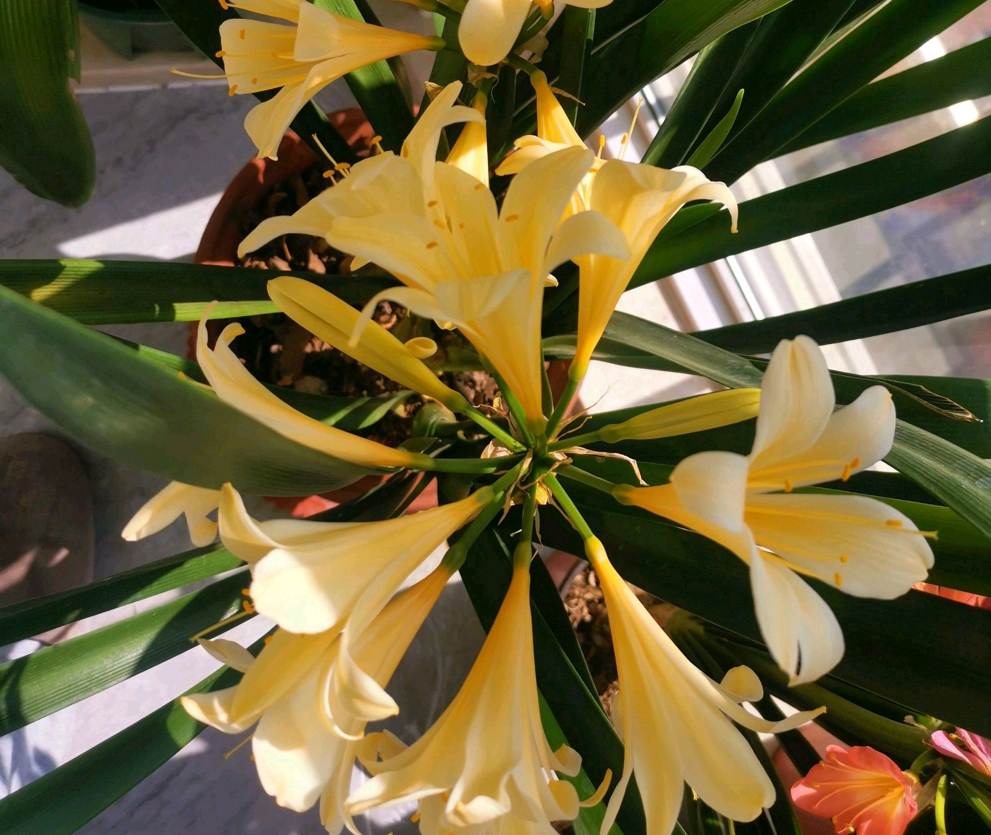 君子兰从配土到开花的五种步骤,君子兰栽培技术君子兰啥时候开花