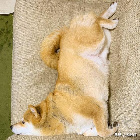 日本网红柴犬Marutaro日常生活治愈万千粉丝