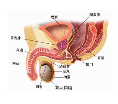 医生常用的解剖学、内外科口诀