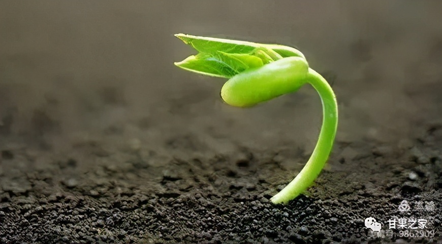 真肥料与假肥料区别,如何识别假农药假肥料