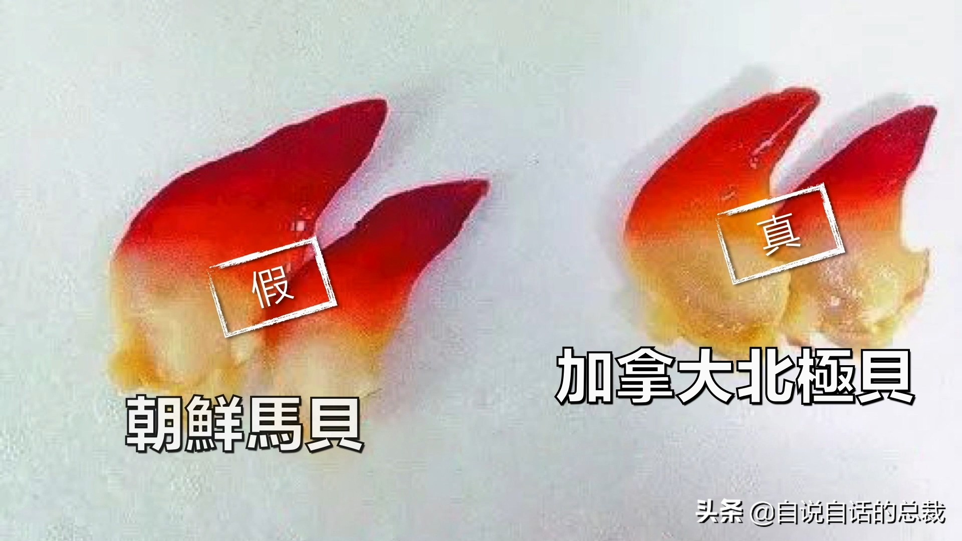 蚶蛤蛏蚬区别,蛤蜊蚶子蛏子区别