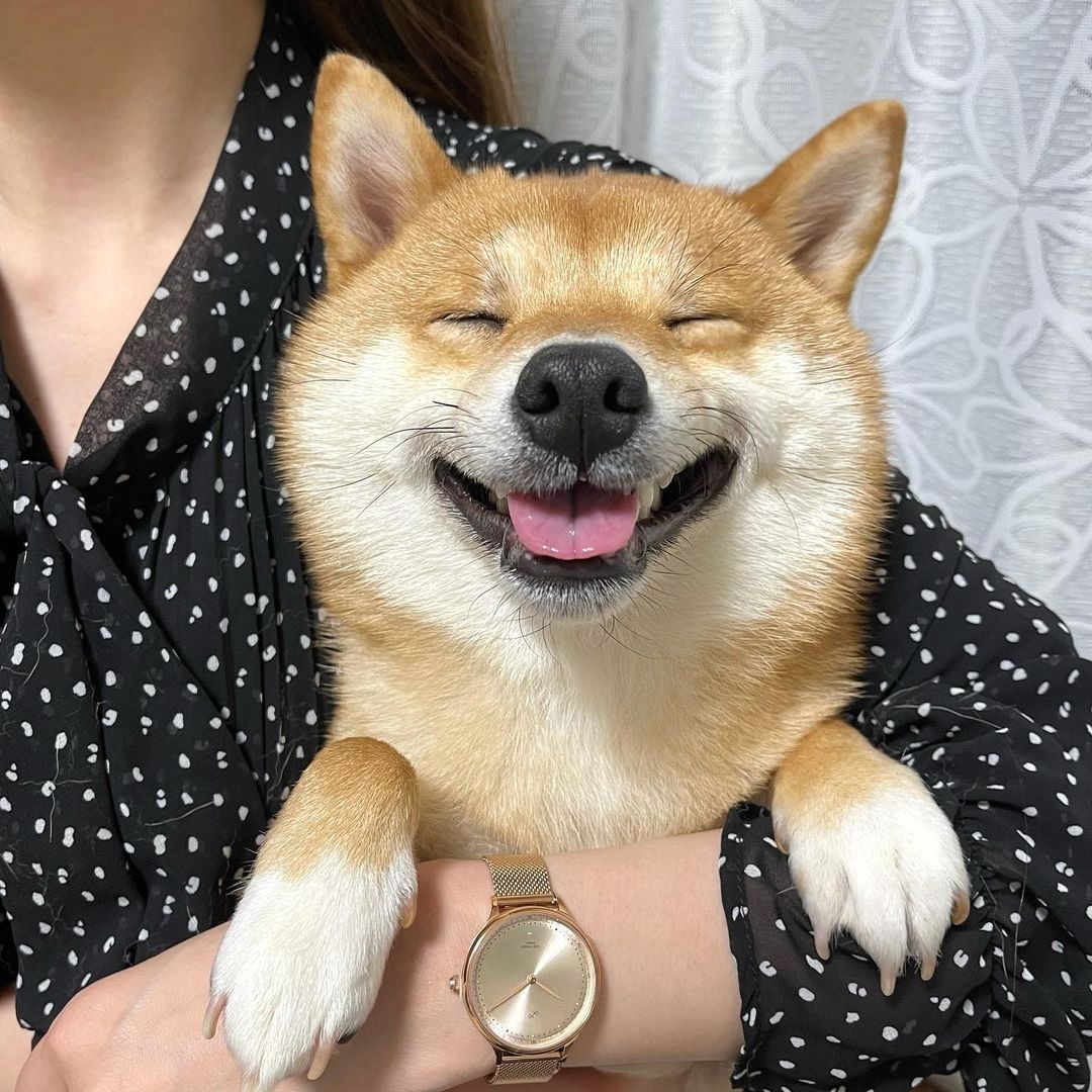 可爱呆萌治愈系的柴犬,柴犬超可爱照片