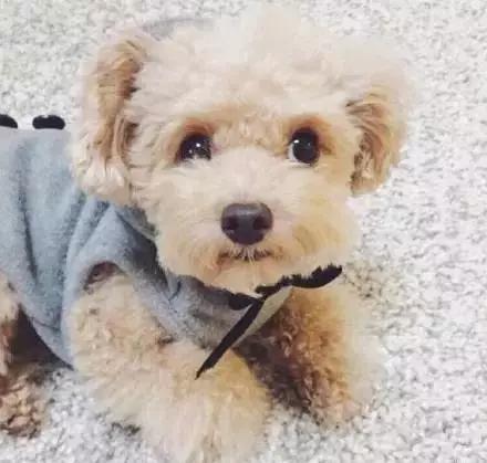 泰迪公的发情期有什么征兆,两只泰迪一公一母发情期怎么办