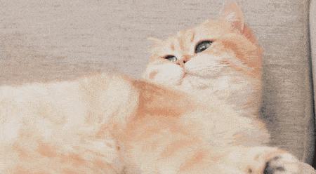 我跟中产的唯一联系，可能是养猫