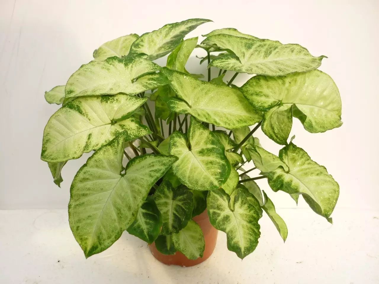 pvc塑料绿植,绿植盆里的塑料