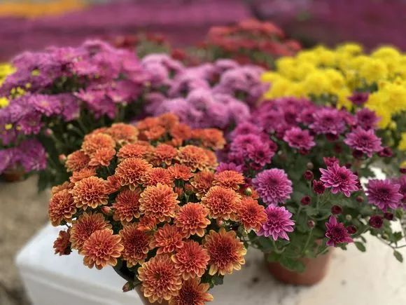 人称“千头菊”，一开几百朵，连爆2个月，太壮观了