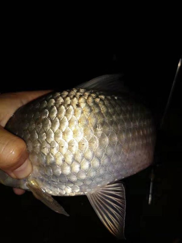 冬天钓鱼用什么小香精好,冬天钓鱼添加剂怎么加