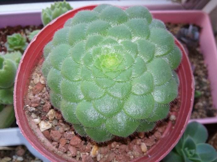 最全多肉图鉴大全,图鉴植物