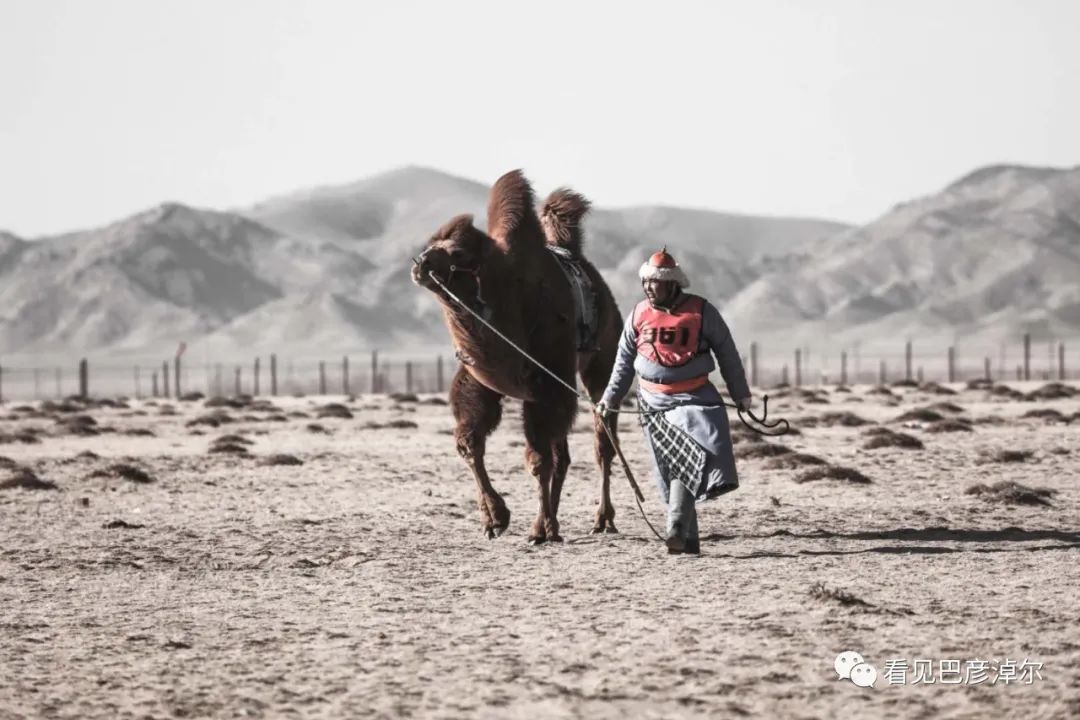 戈壁红驼，乌拉特草原上的珍珠
