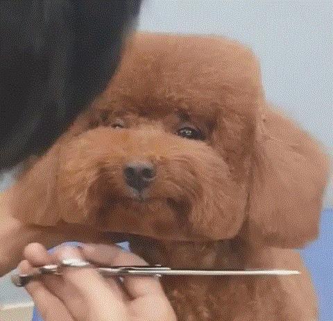 我的世界mc玩家们在池塘里养青蛙,我的世界养宠物模组推荐