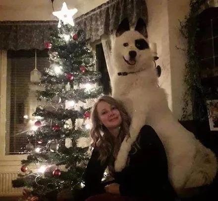 哈士奇和萨摩结合,生下了只超丑的宝宝,可没想到长大后这么飒