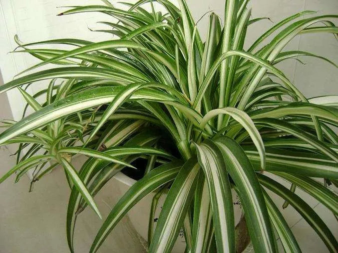 央视十大除甲醛植物排行榜,绿萝栀子花室内花卉植物除甲醛