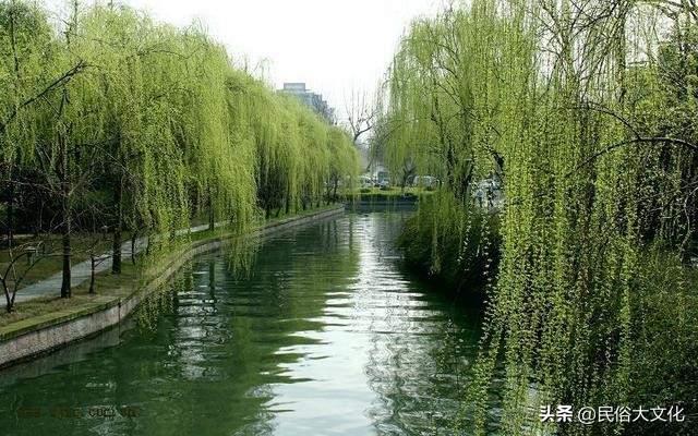 俗话说“生不睡柳，死不睡杨”，老祖宗为什么这样忠告？